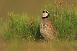 Northern Bobwhiteborder=